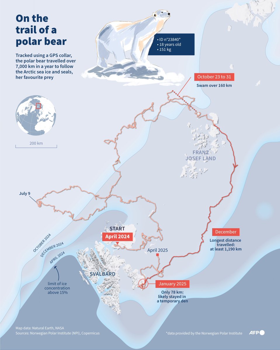 AFP's tweet image. On the trail of a polar bear.
AFP Infographic with a map showing the route of a polar bear following the sea ice, where seals are more frequently found, in Svalbard (Arctic) from April 2024 to April 2025, according to GPS data provided by the Norwegian Polar Institute