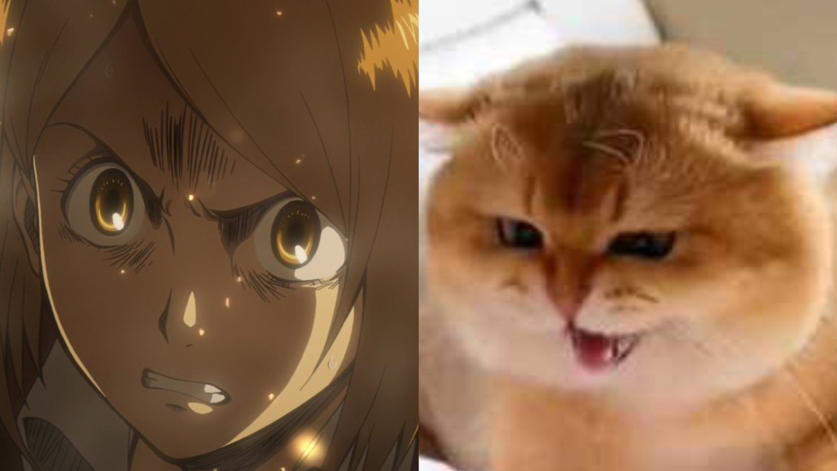 ptrl4ever's tweet image. 猫ペトラ🐈

meow meow