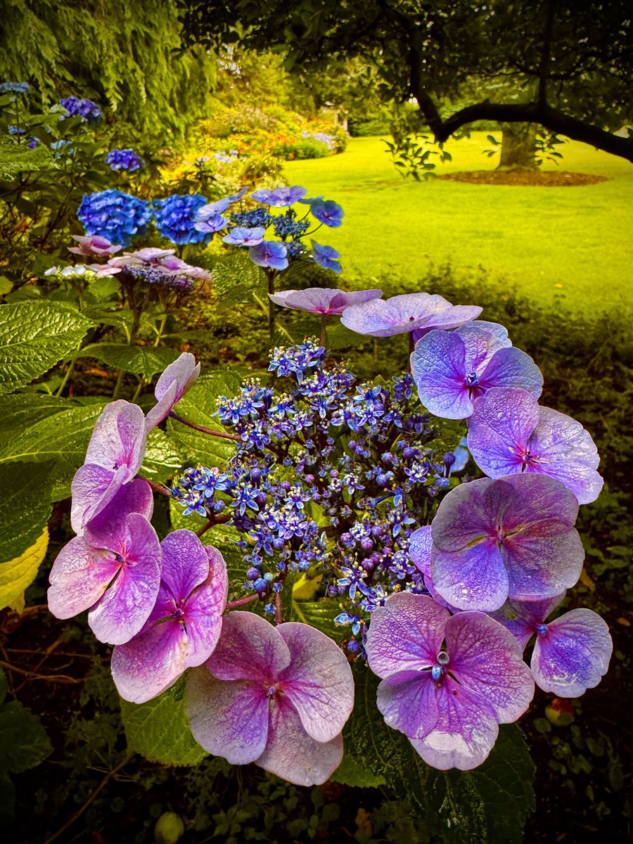 JohnRolandEvan1's tweet image. The ever - changing shades of colour on the Hydrangeas always surprise me 🌚🔵