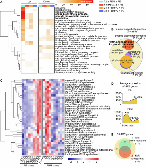 CommsBio's tweet image. Lysyl-tRNA synthetase orchestrates translation and hormone signaling during reproduction in Aedes aegypti mosquitoes: Communications Biology, Published online: 02 July 2025; doi:10.1038/s42003-025-08428-7Knockdown of lysyl-tRNA synthetase (KARS) in… nature.com/articles/s4200…