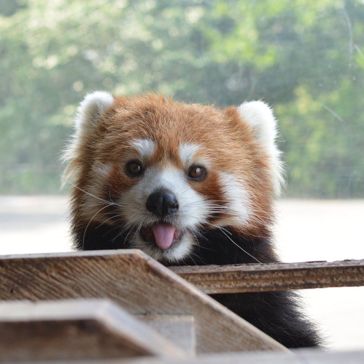 hamamatsuzoo's tweet image. 延期となっていたニーコのお披露目会ですが、7/27(日)13:30~、レッサーパンダ舎前にて開催します。ささやかなプチお披露目会を予定していますが、よろしければ是非遊びに来てください。#浜松市動物園 #レッサーパンダ #ニーコ