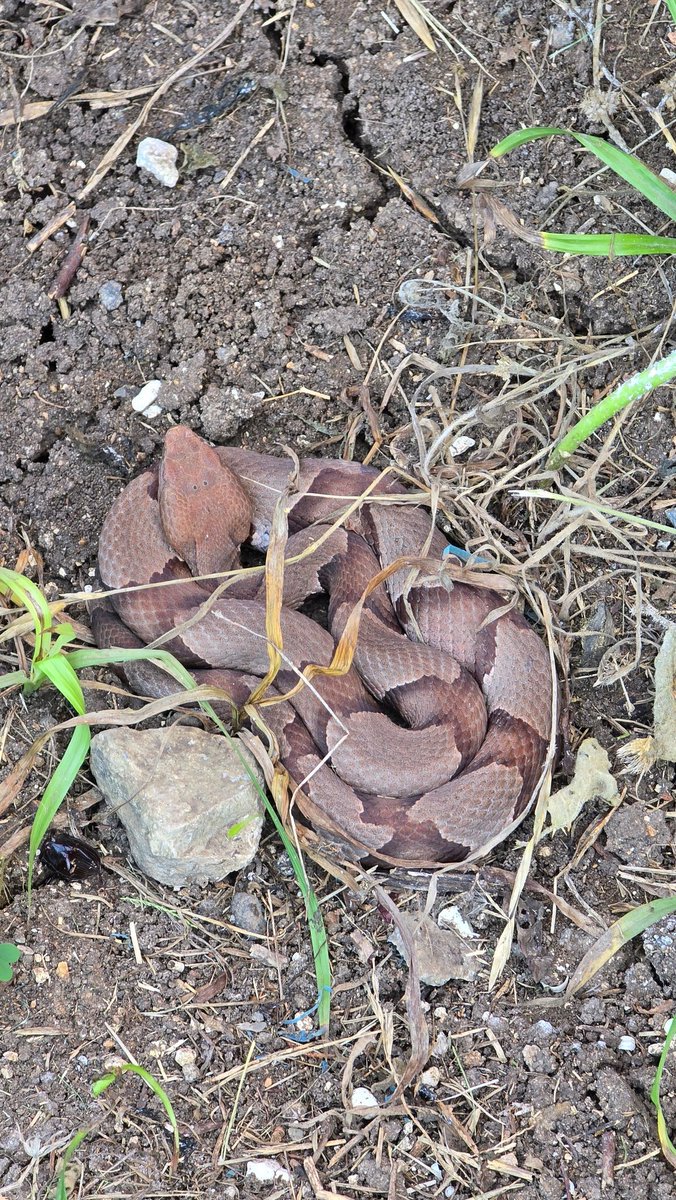 onlyone2021's tweet image. Anyone fuck with Copperheads? Because I sure as shit dont especially with kids running around.