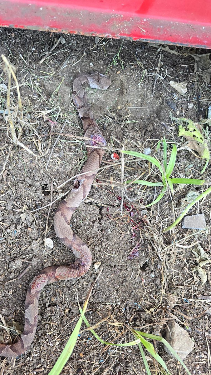 onlyone2021's tweet image. Anyone fuck with Copperheads? Because I sure as shit dont especially with kids running around.