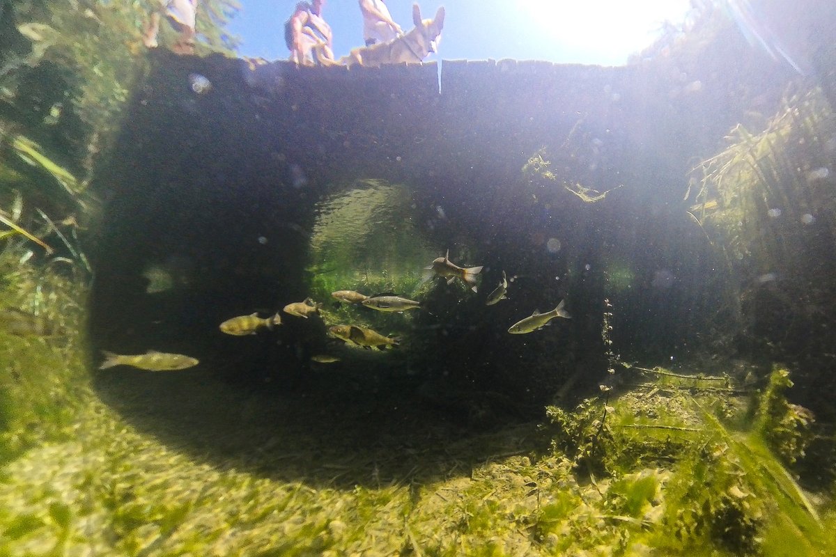 Krka National Park (@npkrka) on Twitter photo What it looks like from the other side – a hidden paradise where fish have the best view 😍 <a href="/NPKrka/">Krka National Park</a> What it looks like from the other side – a hidden paradise where fish have the best view 😍 <a href="/NPKrka/">Krka National Park</a>