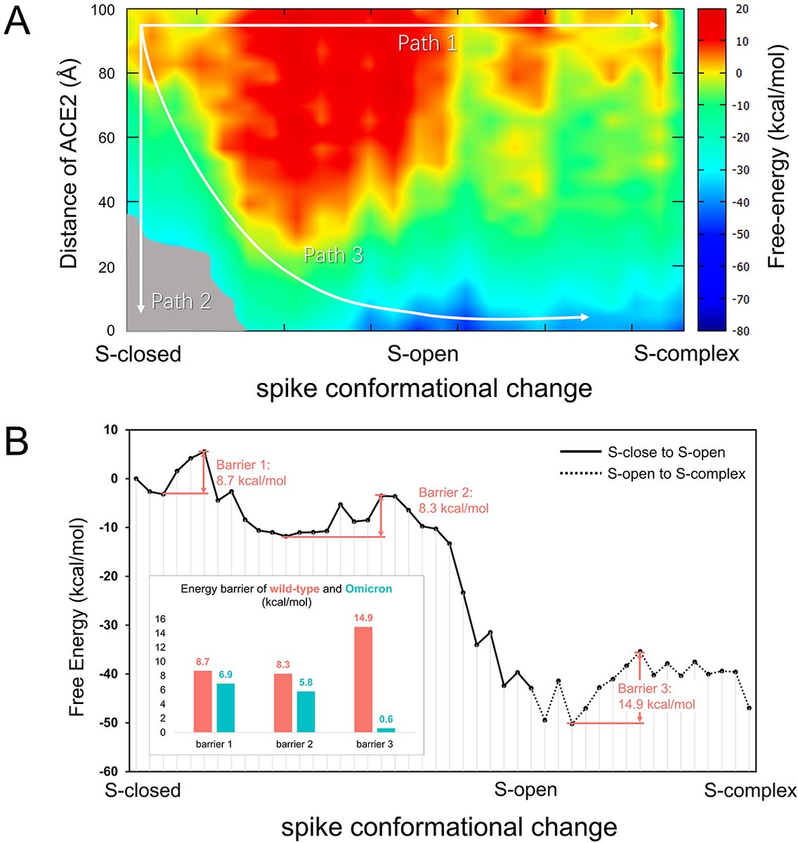 Landmark_IMR's tweet image. #Biotechnology Series-9
🧬Study Alert!
Researchers used computational approaches to design 4 novel nanobodies with enhanced binding affinity against SARS-CoV-2 spike protein—even in the face of emerging variants.
Read more 👉 doi.org/10.31083/j.fbl…
Explore the full…