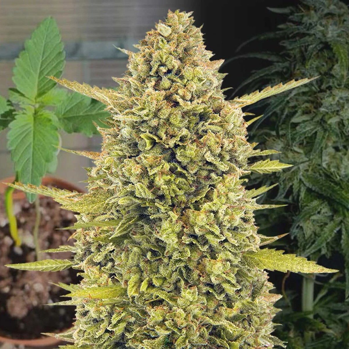 seedsexpress's tweet photo. Sunshine in bud form ☀️🌿
Just1Leaf's Acapulco Gold grow hit legendary heights—crystal-coated colas, tropical citrus aroma, and 120g of pure sativa gold. A classic strain, grown right.
#AcapulcoGold #CannabisGrow #GrowDiaries
https://t.co/wOZr4szfJ8 https://t.co/WrqY1EEw0i