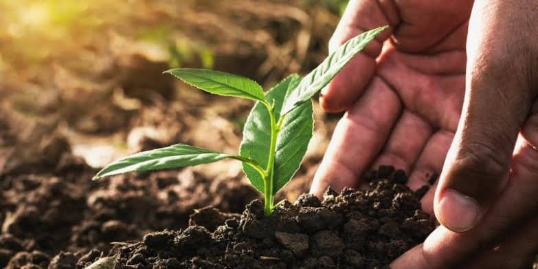 The Green Legacy Initiative is beyond a mere reforestation drive. It is rather Ethiopia's home-grown solution to bring about food sovereignty while sustaining and upscaling conservation and biodiversity preservation.
 
#UNFSS2025 #OnMyPlate  #YelematTirufat