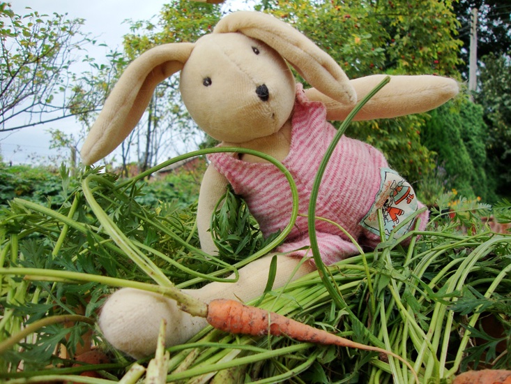 CottontailsBaby's tweet image. Yesterday we rested on the beach, but today we're in the garden...
Freshly dug carrots for tea tonight!