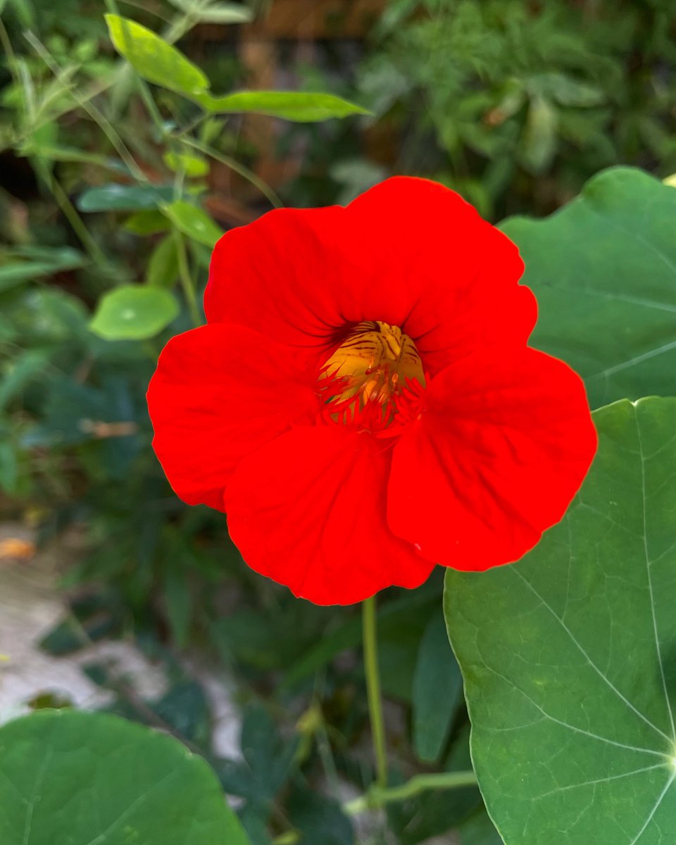 Stifyn1's tweet photo. In ya face #lliw #inyaface #garden #naturephotography #july #tuesday #summer https://t.co/yvr4l99Wcy