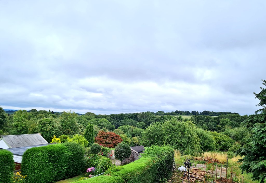 Good morning/Bore da from #Rhosllanerchrugog #Wrexham #NorthWales It's very grey this morning, but luckily it's colourful in the garden. The wild flowers I sowed are finally opening and are ever so pretty. Also, the begonias are flowering in the rockery 😍 #ViewFromMyWindow