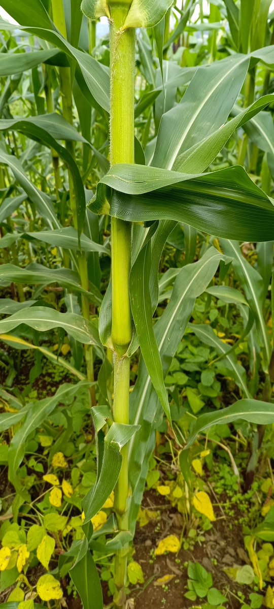 AbiluTangwa's tweet image. Pollinators are key to 1/3 of the food we eat. No pollinators, no food. Reduce pesticides & support biodiversity to keep our plates full! #FoodSecurity