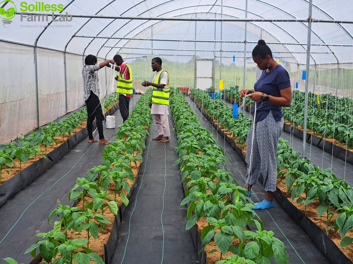 Samsonprolific's tweet image. There is no money in farming
There is no money in farming
There is no money in farming
There is no money on the farm
There is no money on the farm
There is no money on the farm
The money you are looking for in agriculture is outside the farm.
1. There is money in selling.…