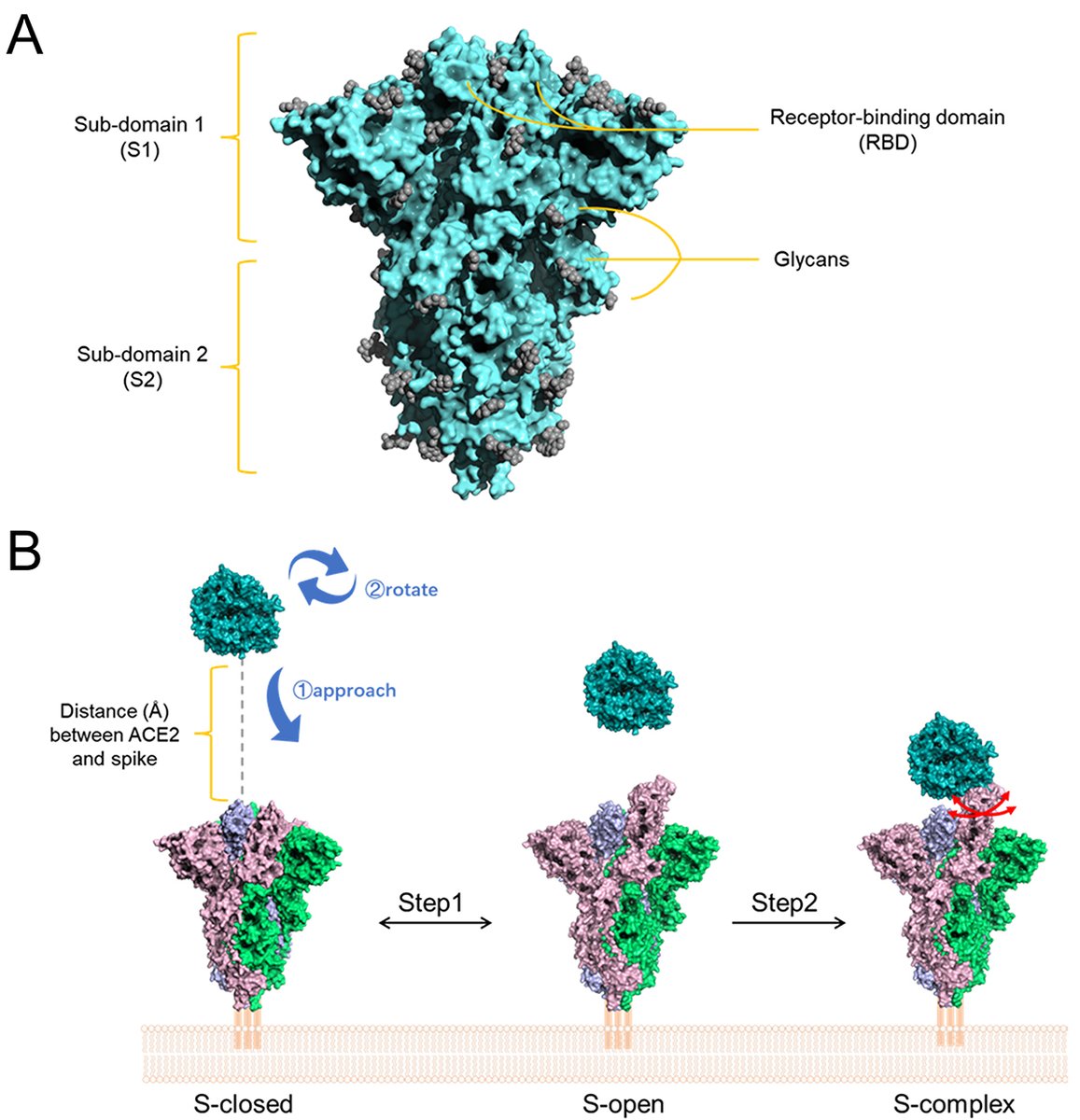 Landmark_IMR's tweet image. #Biotechnology Series-9
🧬Study Alert!
Researchers used computational approaches to design 4 novel nanobodies with enhanced binding affinity against SARS-CoV-2 spike protein—even in the face of emerging variants.
Read more 👉 doi.org/10.31083/j.fbl…
Explore the full…