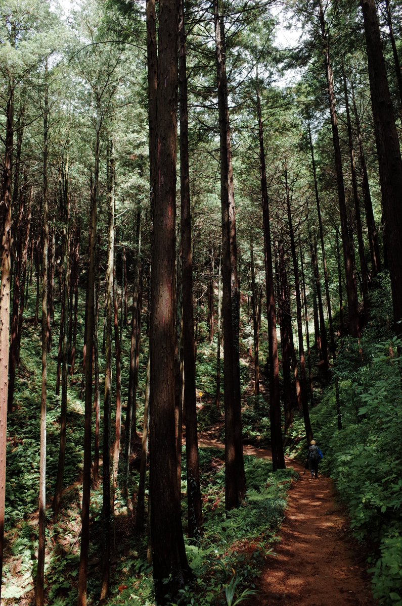 日和田山の光さす登山道です