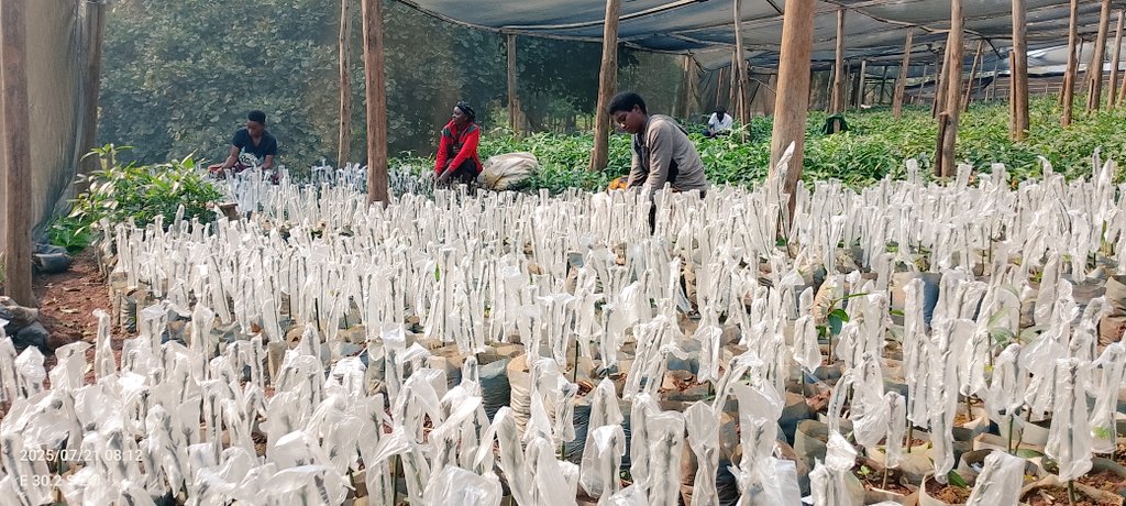 DalilaLtd29918's tweet image. ✨I get it—you don’t want to see the awkward "just grafted" phase of a seedling 😅
Know that in just TWO months, they'll be ready for your farm.
Imagine this seedling becoming the mango tree that blesses your family for generations 🍃💛
#QualitySeedlings #GrowWithDFC