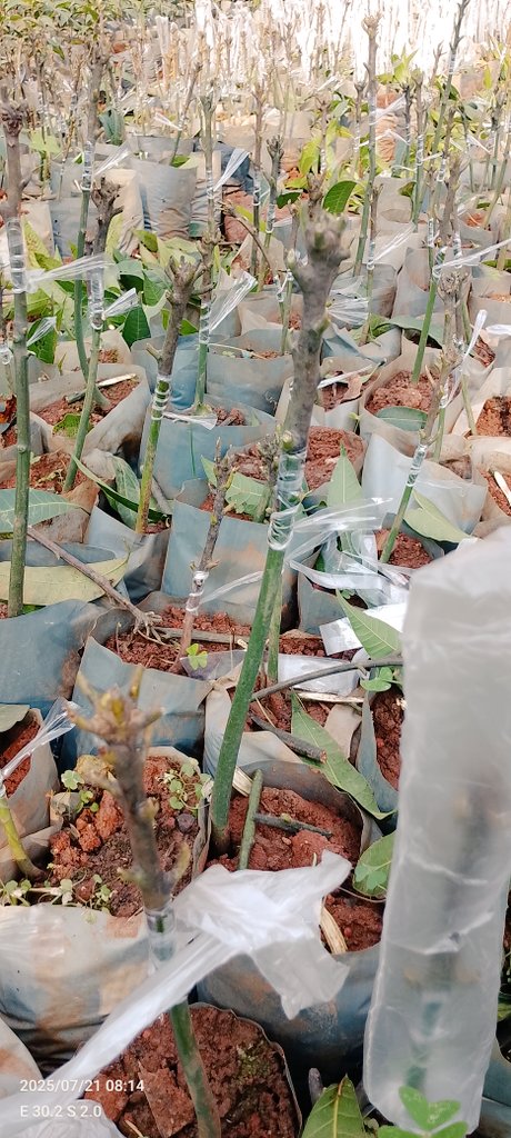 DalilaLtd29918's tweet image. ✨I get it—you don’t want to see the awkward "just grafted" phase of a seedling 😅
Know that in just TWO months, they'll be ready for your farm.
Imagine this seedling becoming the mango tree that blesses your family for generations 🍃💛
#QualitySeedlings #GrowWithDFC