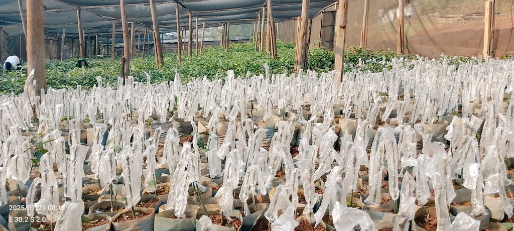 DalilaLtd29918's tweet image. ✨I get it—you don’t want to see the awkward "just grafted" phase of a seedling 😅
Know that in just TWO months, they'll be ready for your farm.
Imagine this seedling becoming the mango tree that blesses your family for generations 🍃💛
#QualitySeedlings #GrowWithDFC