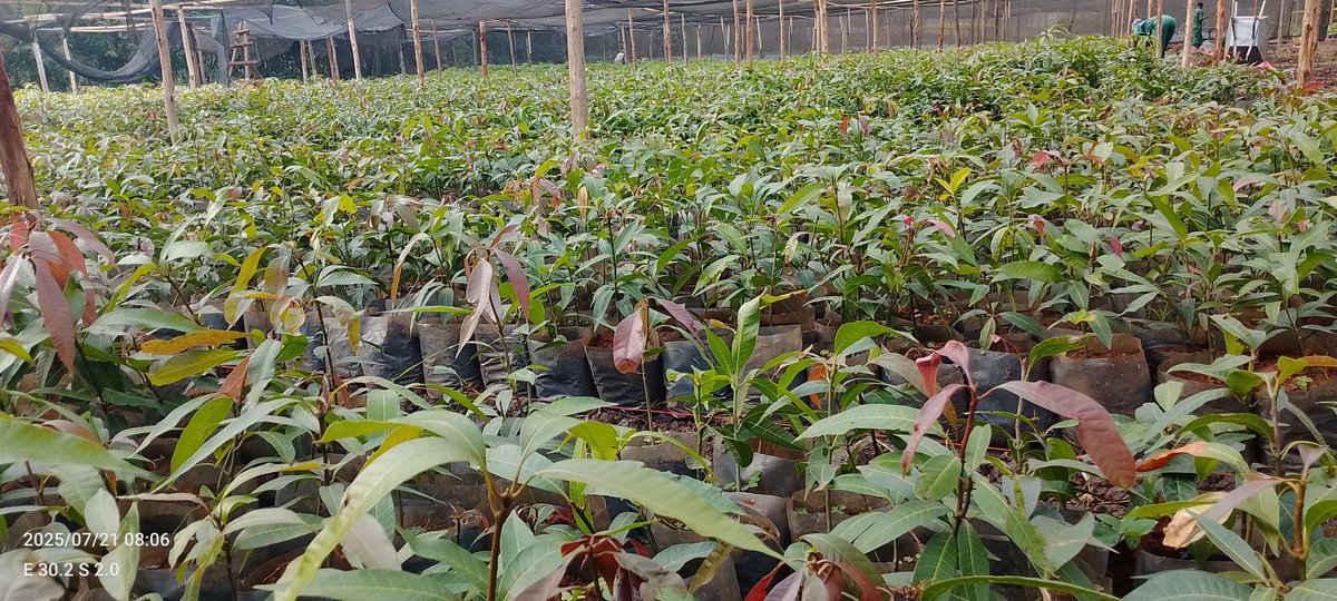 DalilaLtd29918's tweet image. ✨I get it—you don’t want to see the awkward "just grafted" phase of a seedling 😅
Know that in just TWO months, they'll be ready for your farm.
Imagine this seedling becoming the mango tree that blesses your family for generations 🍃💛
#QualitySeedlings #GrowWithDFC