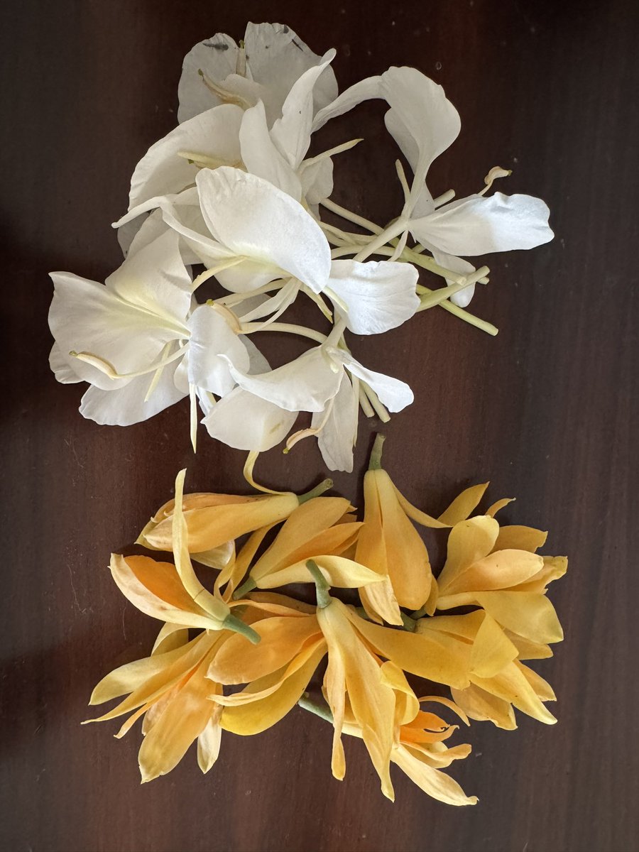 ShefVaidya's tweet image. #LongRead
Sonchafa and Sontakka, the twin fragrant blessings of the monsoon season. One has the hue of gold, the other whispers of silvery moonlight, but both bless the world with their ethereal fragrance.
These days I gather these blossoms from my garden every morning for my…