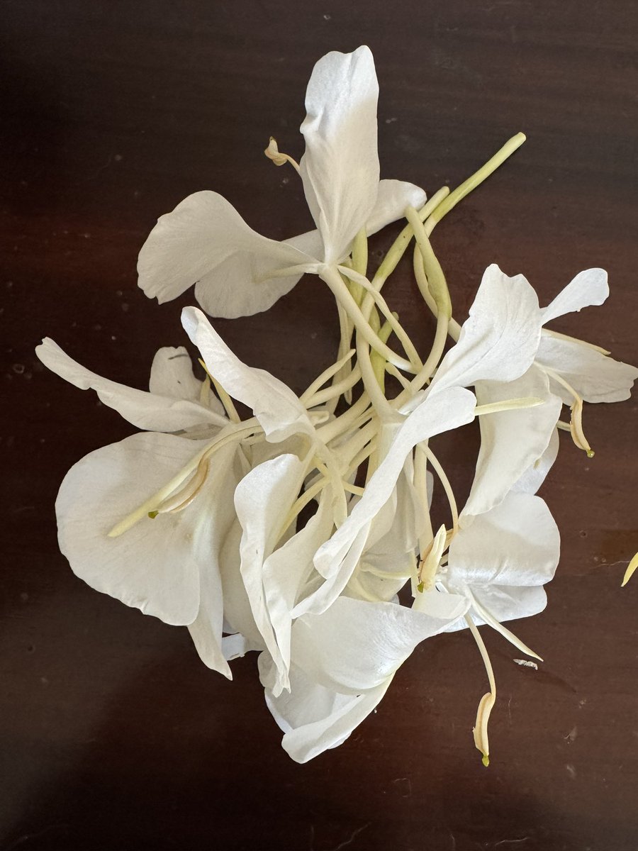 ShefVaidya's tweet image. #LongRead
Sonchafa and Sontakka, the twin fragrant blessings of the monsoon season. One has the hue of gold, the other whispers of silvery moonlight, but both bless the world with their ethereal fragrance.
These days I gather these blossoms from my garden every morning for my…