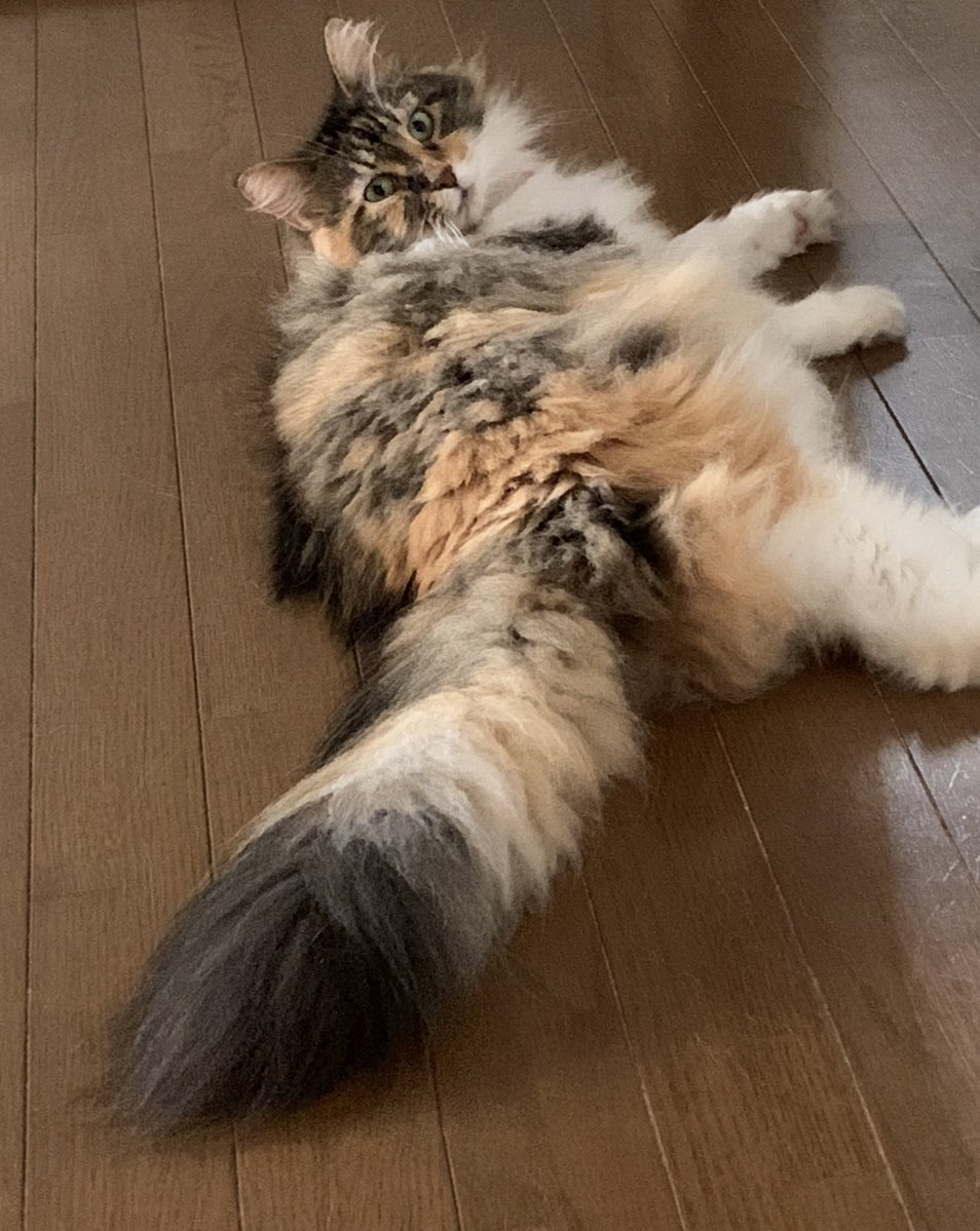 ZUm4bjmav7fjdCF's tweet image. こんにちニャン😸🐾
暑〜いニャ〜🙀💦
みんにゃも熱中症に気をつけて下さいニャ🥤
#ノルウェージャン
#猫好きさんと繋がりたい