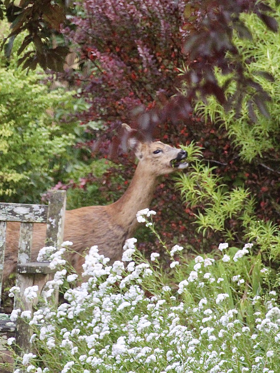 jane pursey (@janepursey) on Twitter photo The deer family were on the grass this morning, I dropped something in the kitchen they ran off down the back to “safety” I would have preferred the hebe to have been “ pruned” after it had flowered, ah, well as long as she enjoyed it 😊 #roedeer <a href="/BritishDeerSoc/">British Deer Society (BDS)</a> The deer family were on the grass this morning, I dropped something in the kitchen they ran off down the back to “safety” I would have preferred the hebe to have been “ pruned” after it had flowered, ah, well as long as she enjoyed it 😊 #roedeer <a href="/BritishDeerSoc/">British Deer Society (BDS)</a>