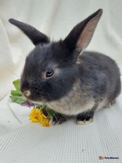 Bunnies (@bunnies) on Twitter photo 