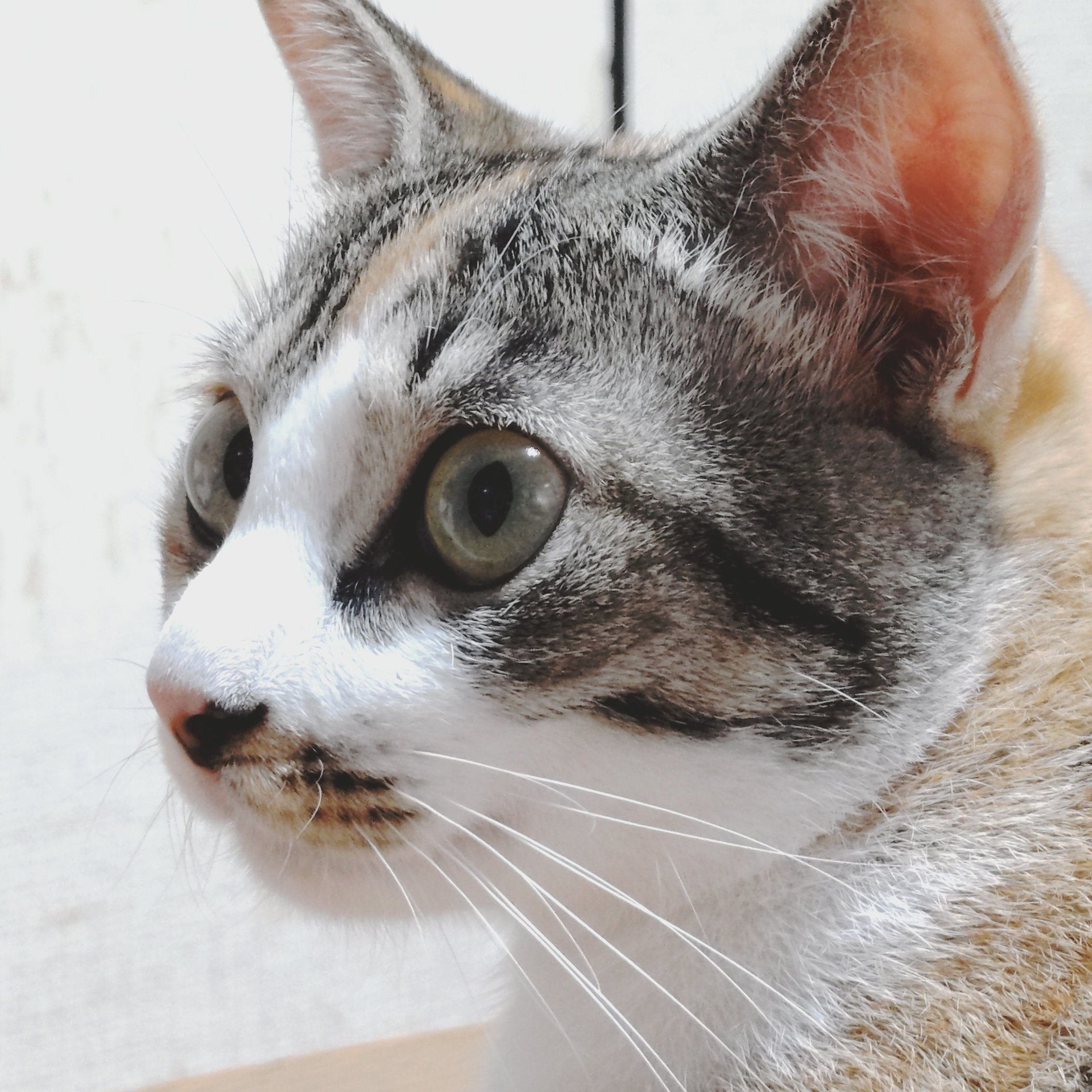 アポロSynm　三毛招き猫（大）ペア アポロSynm 三毛招き猫（大）ペア 楽天市場】アポロ招き猫の通販