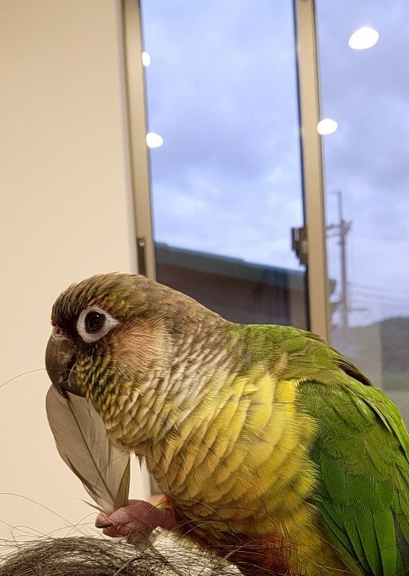 自分の抜けた羽根で遊ぶかぼす