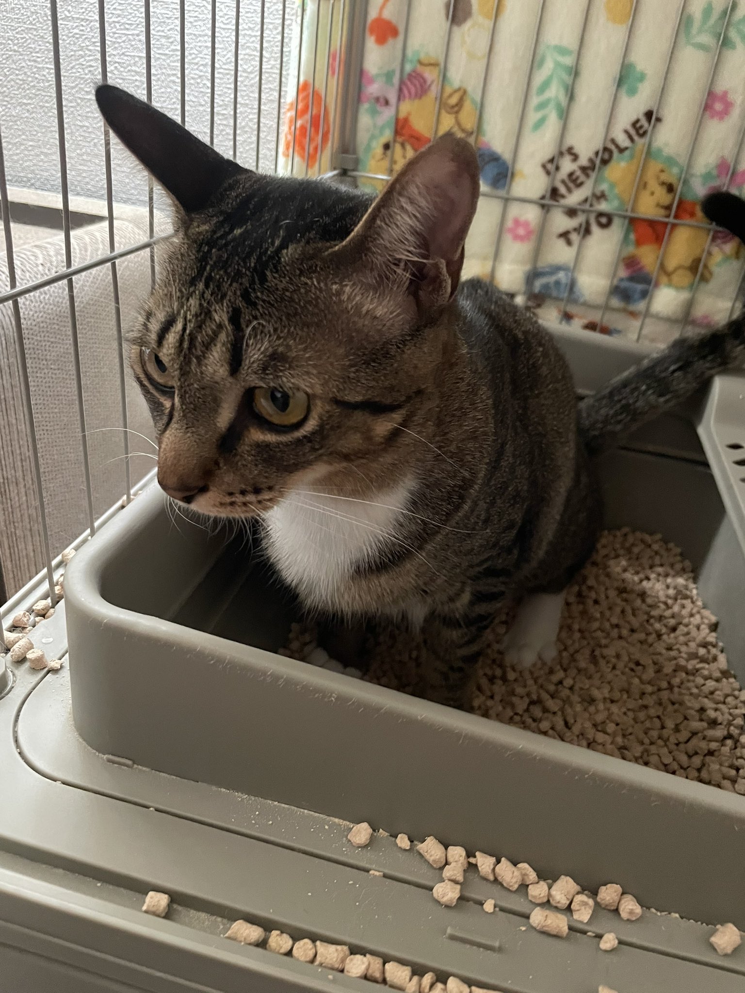 猫 B 値下げしました！ ファクトリーb トランスフォーム叩き台