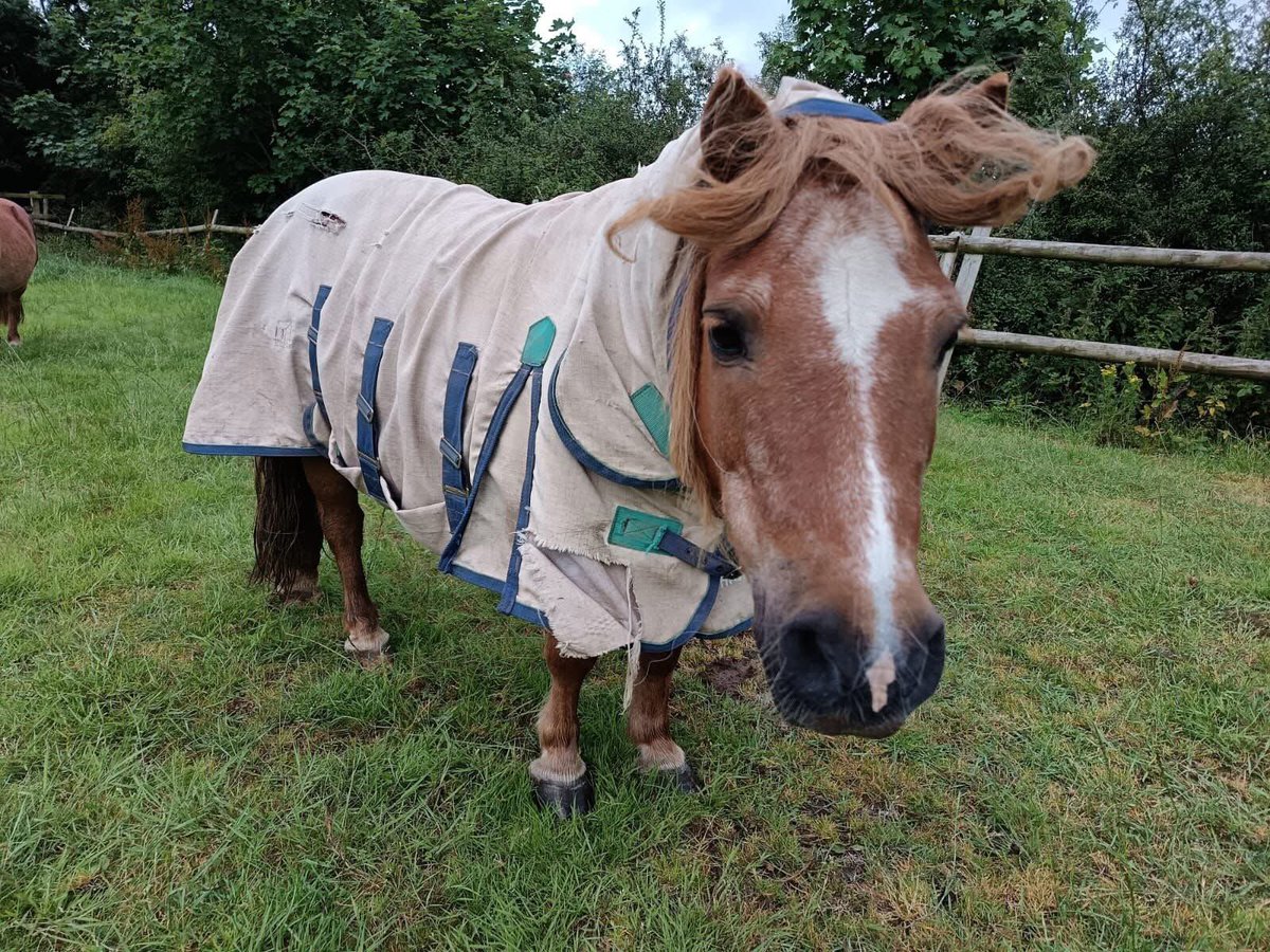 Morning everyone. Bubbles having tried to style his own hair 😃