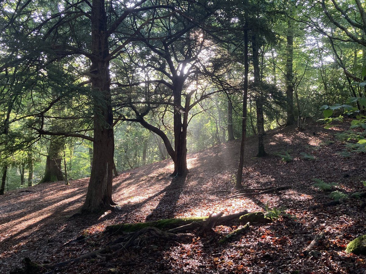 rfj1966's tweet image. #ThickTrunkTuesday sunlight in the woods