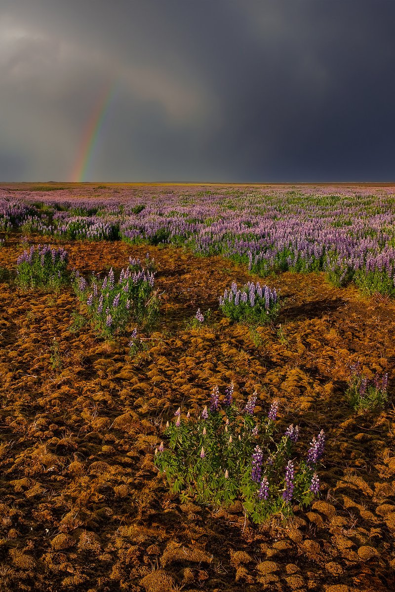 JureYurko's tweet image. Iceland