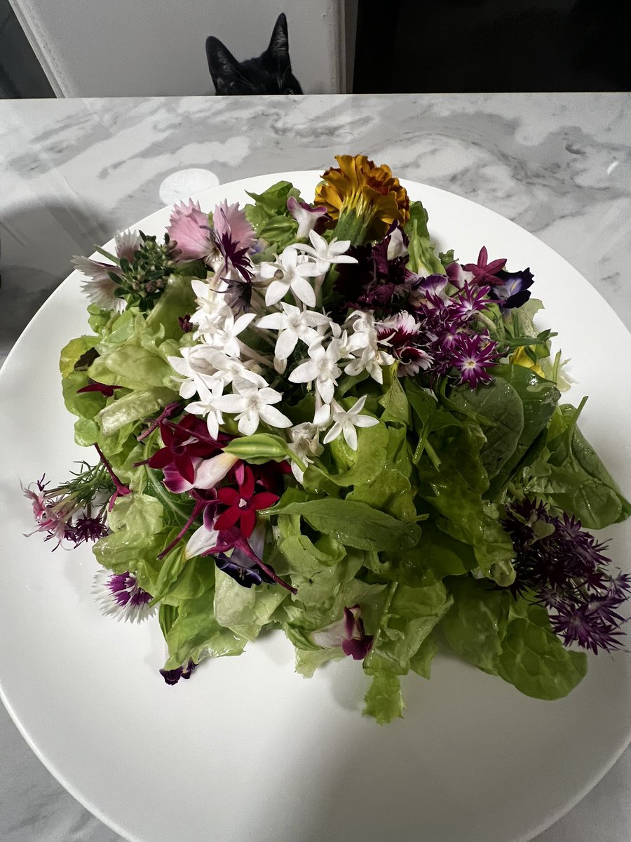 sumage127's tweet image. こんにちは☀️

お花畑サラダ🥗

意外に美味しかった♪