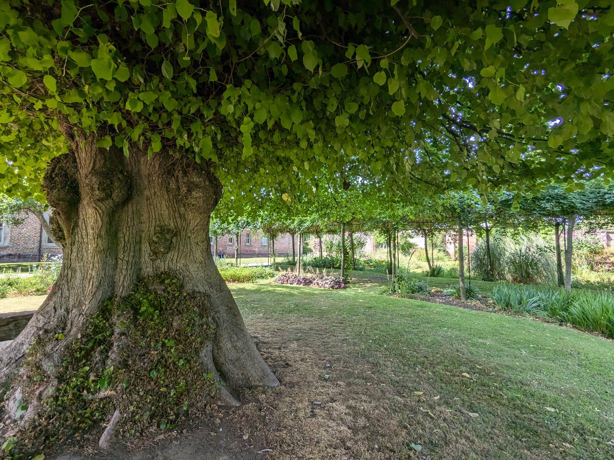 A shady spot under a tree with one of the thickest trunks I've seen. Kiplin Hall, North Yorkshire 
#thicktrunktuesday