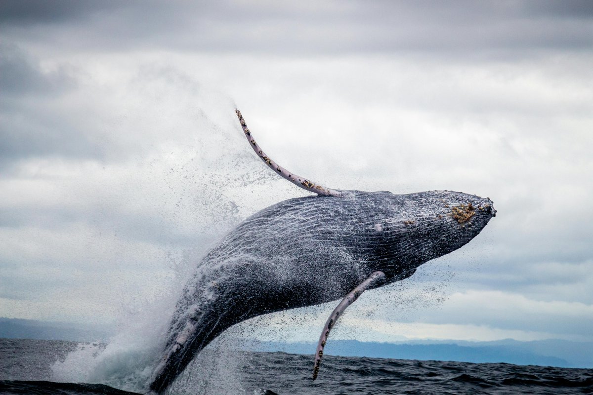 OneStopESG_'s tweet image. A July 2025 University of Queensland study shows humpback whales migrating south three weeks earlier due to a 6M sq km sea ice decline and 15% krill reduction. 

Read More: onestopesg.com/esg-news/humpb…

#HumpbackWhales #SouthernOcean #ClimateChange #KrillDecline #MarineConservation