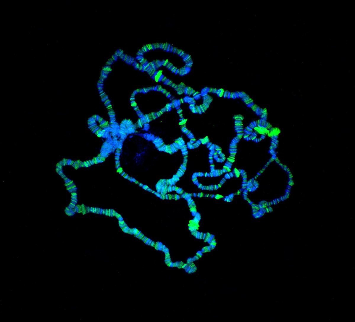 ibidiCells's tweet image. 🧬Chromosome Canvas 🎨
Fly chromosomes stained to show genes “on” (💚) & “off” (💙) using immunohistochemistry + confocal microscopy captured on @Olympus_Corp🔬
🥼#artwork by Akanksha Bhatnagar from University if @Penn 🇺🇸
@TheUPennPost #SciArt #Microscopy #CellsInFocus #BioArt