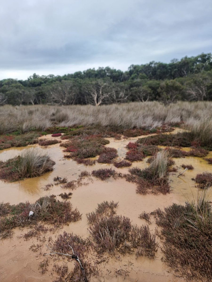 SoilsWest (@soilswest) on Twitter photo How interesting are the Lake Clifton Thrombolites? Not rocks, but ancient forms of microbial communities. The area is dominated by #Tamala limestone. <a href="/SoilsSandy/">Global Conference on Sandy Soils</a> #GCSS2025 How interesting are the Lake Clifton Thrombolites? Not rocks, but ancient forms of microbial communities. The area is dominated by #Tamala limestone. <a href="/SoilsSandy/">Global Conference on Sandy Soils</a> #GCSS2025