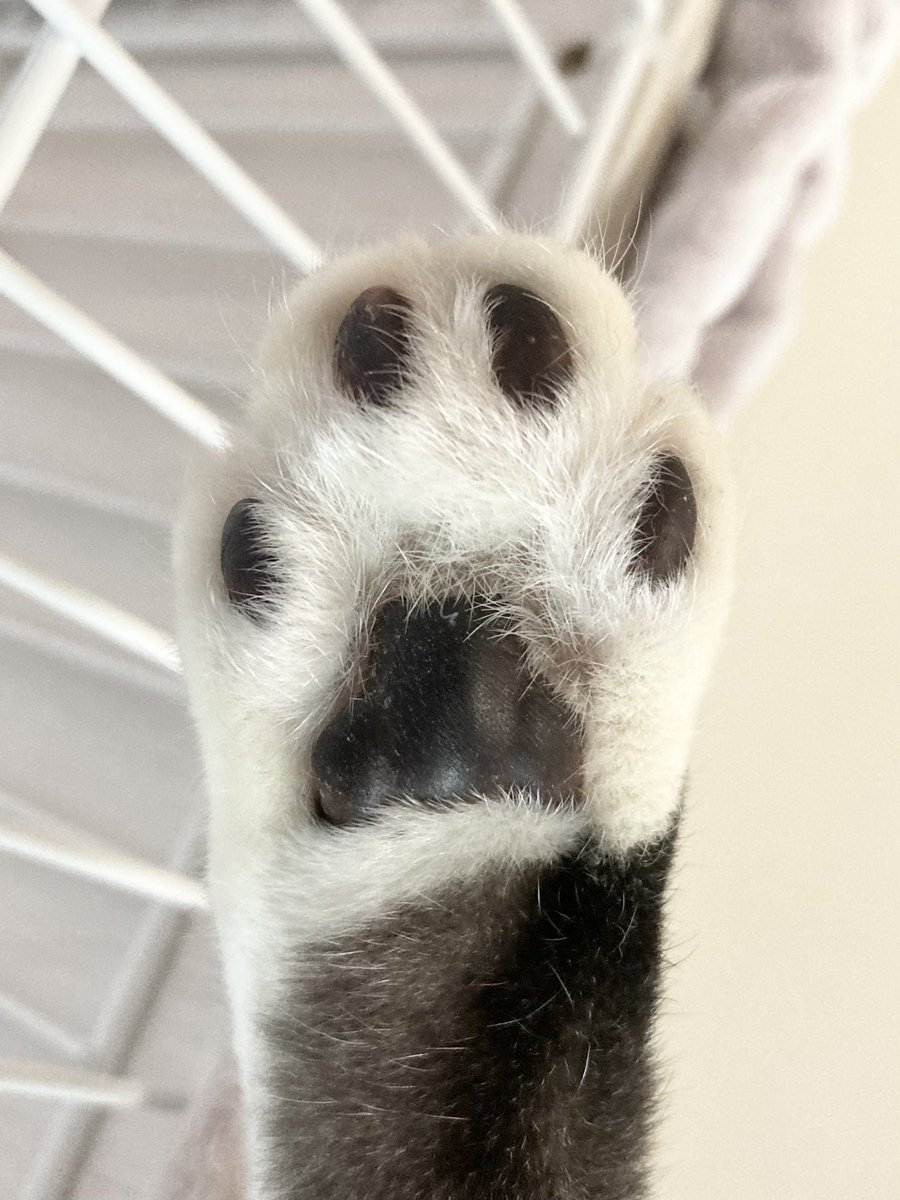 しっとり黒豆肉球かわいい