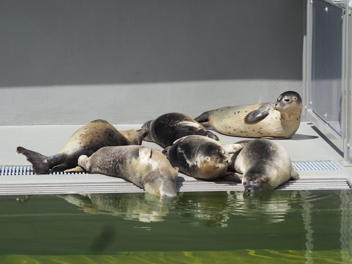 RealGallop22194's tweet image. another seal dump 🦭💕
#アザラシ幼稚園
#WECWaddenzee
#zeehondencentrum