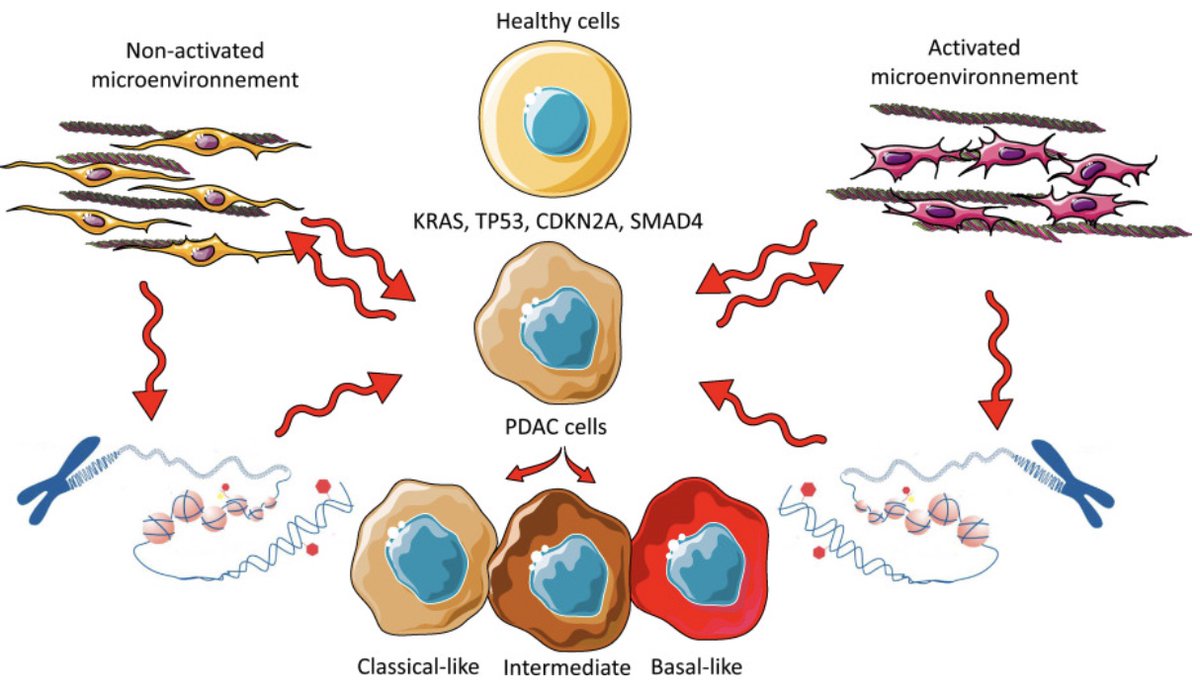 Nelson Dusetti 🇫🇷 🇦🇷 (@nelsondusetti) on Twitter photo New review in Translational Oncology!
PDAC is not static but a phenotypic continuum shaped by epigenetics & the microenvironment.
<a href="/crcm_marseille/">CRCM - Cancer Research Centre of Marseille</a> & Medical College of Wisconsin <a href="/precision_ru/">Dr. Urrutia’s Precision Medicine Site</a> <a href="/mellowescenter/">MCW Mellowes Center</a> collaboration.
📄 doi.org/10.1016/j.tran…
#PDAC #Epigenetics New review in Translational Oncology!
PDAC is not static but a phenotypic continuum shaped by epigenetics & the microenvironment.
<a href="/crcm_marseille/">CRCM - Cancer Research Centre of Marseille</a> & Medical College of Wisconsin <a href="/precision_ru/">Dr. Urrutia’s Precision Medicine Site</a> <a href="/mellowescenter/">MCW Mellowes Center</a> collaboration.
📄 doi.org/10.1016/j.tran…
#PDAC #Epigenetics