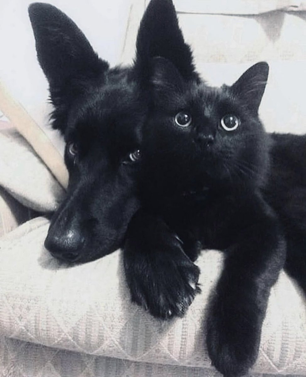 Black cats are not bad luck (@visualscat) on Twitter photo 