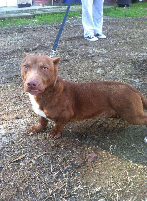 This is Rami, the Dachshund-Pit Bull mix

[📸 Moultrie Colquitt County Humane Society]