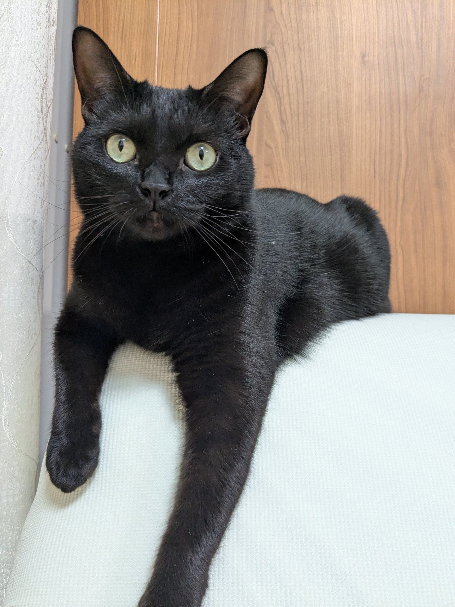 黒猫 黒猫つくねちゃん太しっぽ on X: 