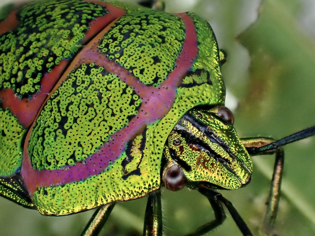 DamasterCarabus's tweet image. アカスジキンカメムシ
Poecilocoris lewisi

🇯🇵 Japan