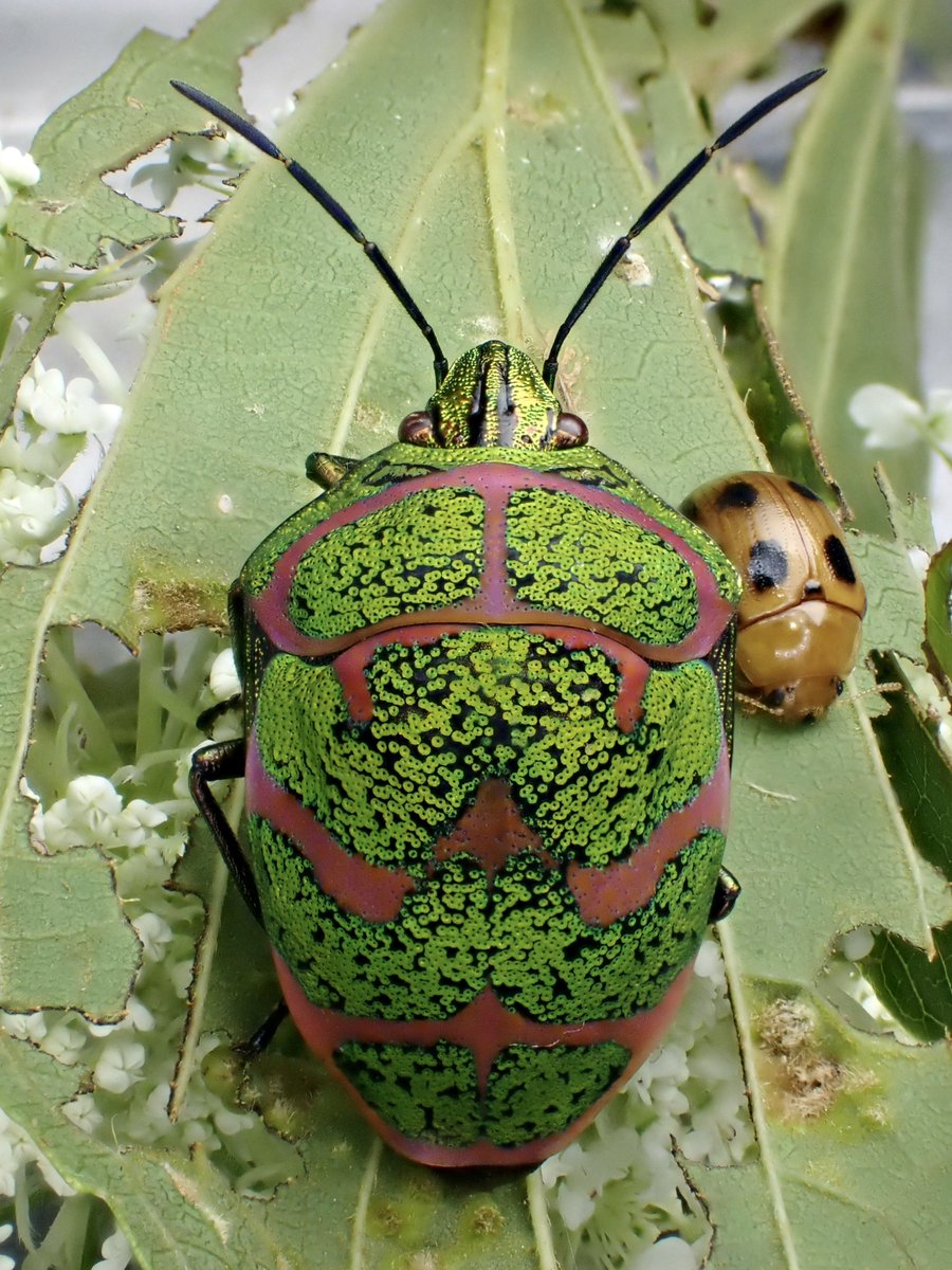 DamasterCarabus's tweet image. アカスジキンカメムシ
Poecilocoris lewisi

🇯🇵 Japan