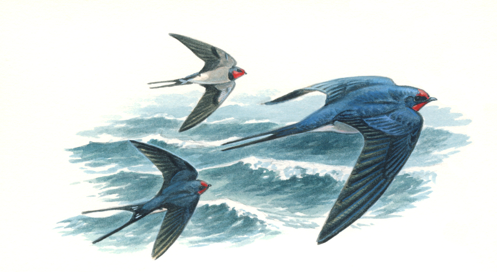 RSPBScotland's tweet image. It’s that time of year when the sky is filled with Swallows swooping & darting through the air.
But did you know these epic adventurers also hold a special place in heart of sailors? Swallow tattoos signify 5000 nautical miles at sea ⚓
#TriviaTuesday
Illustration: Mike Langman