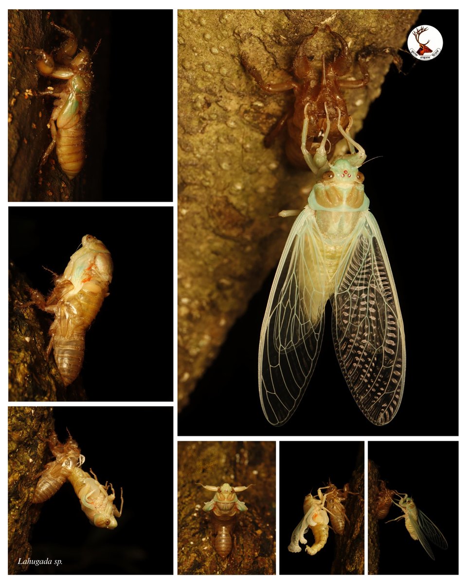 DudhwaTR's tweet image. During Moth Week, Dudhwa’s humid night came alive as cicadas emerged, unfolding crystal wings in the dark. Their chorus blended with frogs, turning the forest into a living monsoon symphony. A quiet night, yet nature’s renewal was loud.
PC- @vipinsaini_01
@moefcc @WWFINDIA