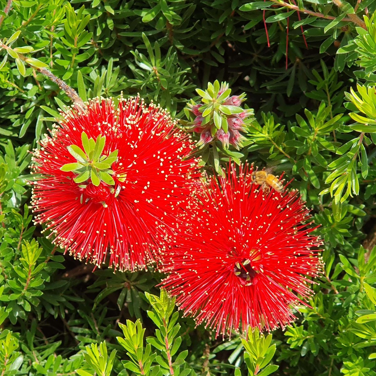 RBG Victoria (@rbg_victoria) on Twitter photo Planning a day trip to the peninsula? Don't miss this winter bloom in full colour! ๐
Say hello to spectacular ๐พ๐ข๐๐ง๐๐ ๐๐๐ฅ๐ก๐๐๐, commonly known as scarlet kunzea.
๐Find ๐พ๐ข๐๐ง๐๐ ๐๐๐ฅ๐ก๐๐๐ in the Stringybark Garden at Royal Botanic Gardens Cranbourne Planning a day trip to the peninsula? Don't miss this winter bloom in full colour! ๐
Say hello to spectacular ๐พ๐ข๐๐ง๐๐ ๐๐๐ฅ๐ก๐๐๐, commonly known as scarlet kunzea.
๐Find ๐พ๐ข๐๐ง๐๐ ๐๐๐ฅ๐ก๐๐๐ in the Stringybark Garden at Royal Botanic Gardens Cranbourne