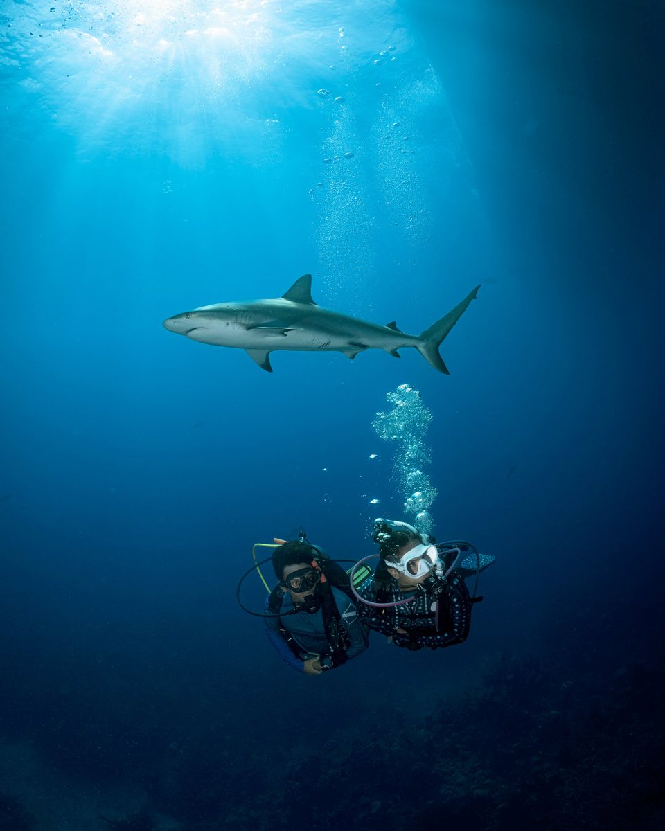 PADI's tweet image. These incredible animals are often misunderstood, but they are undoubtedly one of the most important components of our ocean's well-being. Their presence is a sign of a vibrant, thriving marine environment. 🦈✨
Share this post and show your appreciation for Sharks!
#PADI #Shark